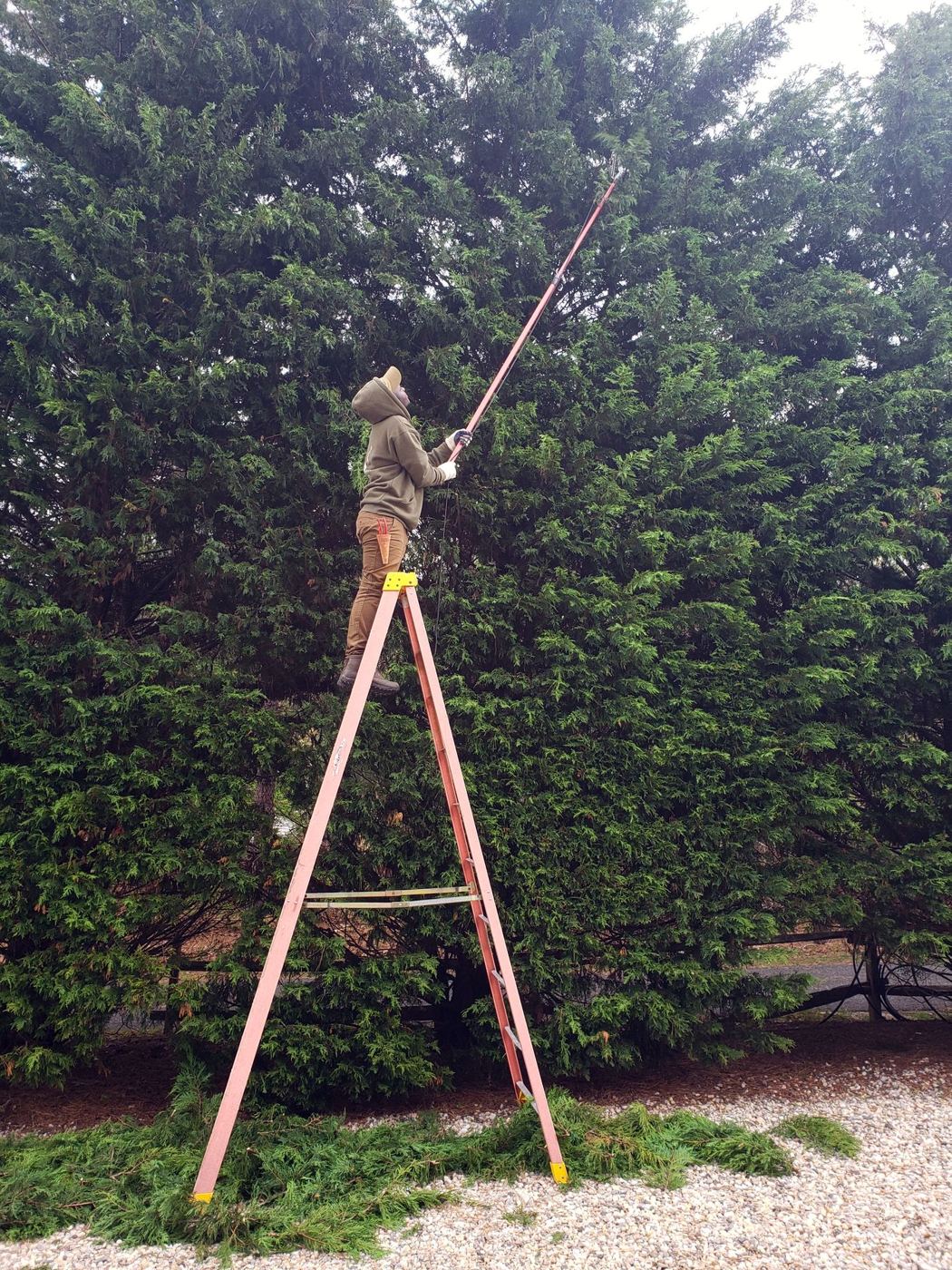 Gardener trimming a tall hedge from a ladder