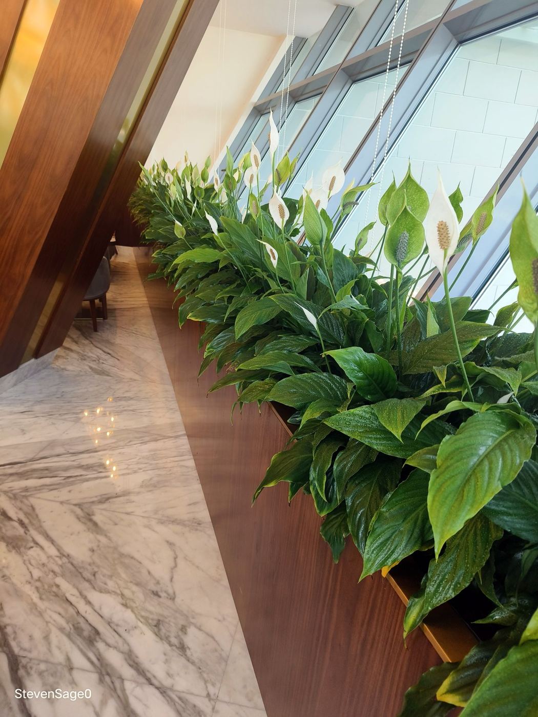 Peace lily plants in a planter beside a marble floor