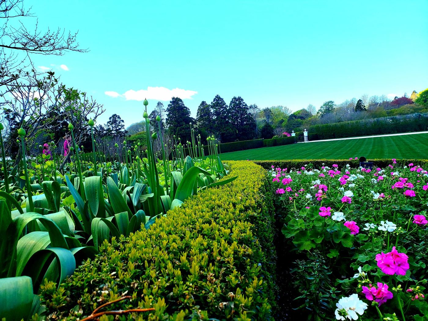 Clipped hedge beside pink flower beds and a wide lawn