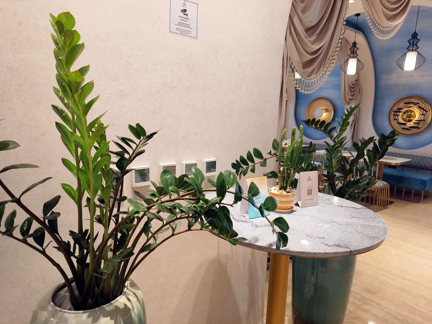 Dracaena plant in a ceramic vase indoors