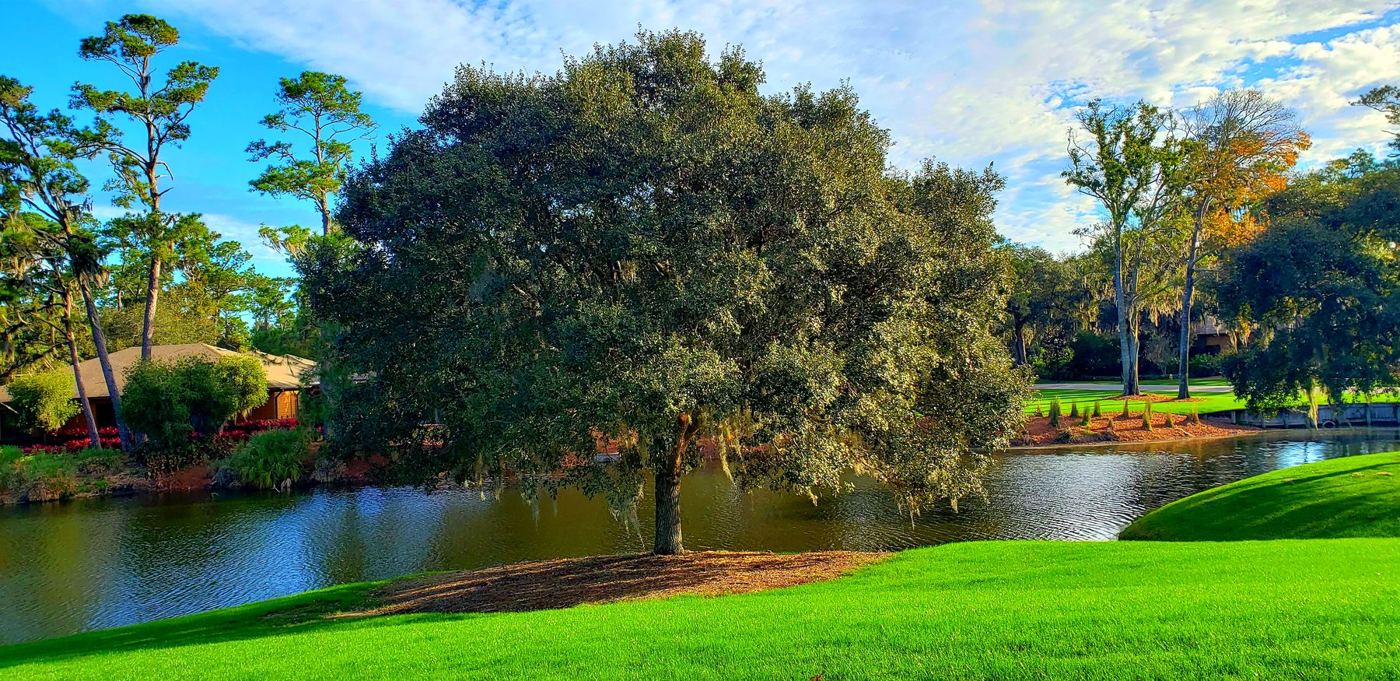 Mature tree beside a pond with a manicured lawn