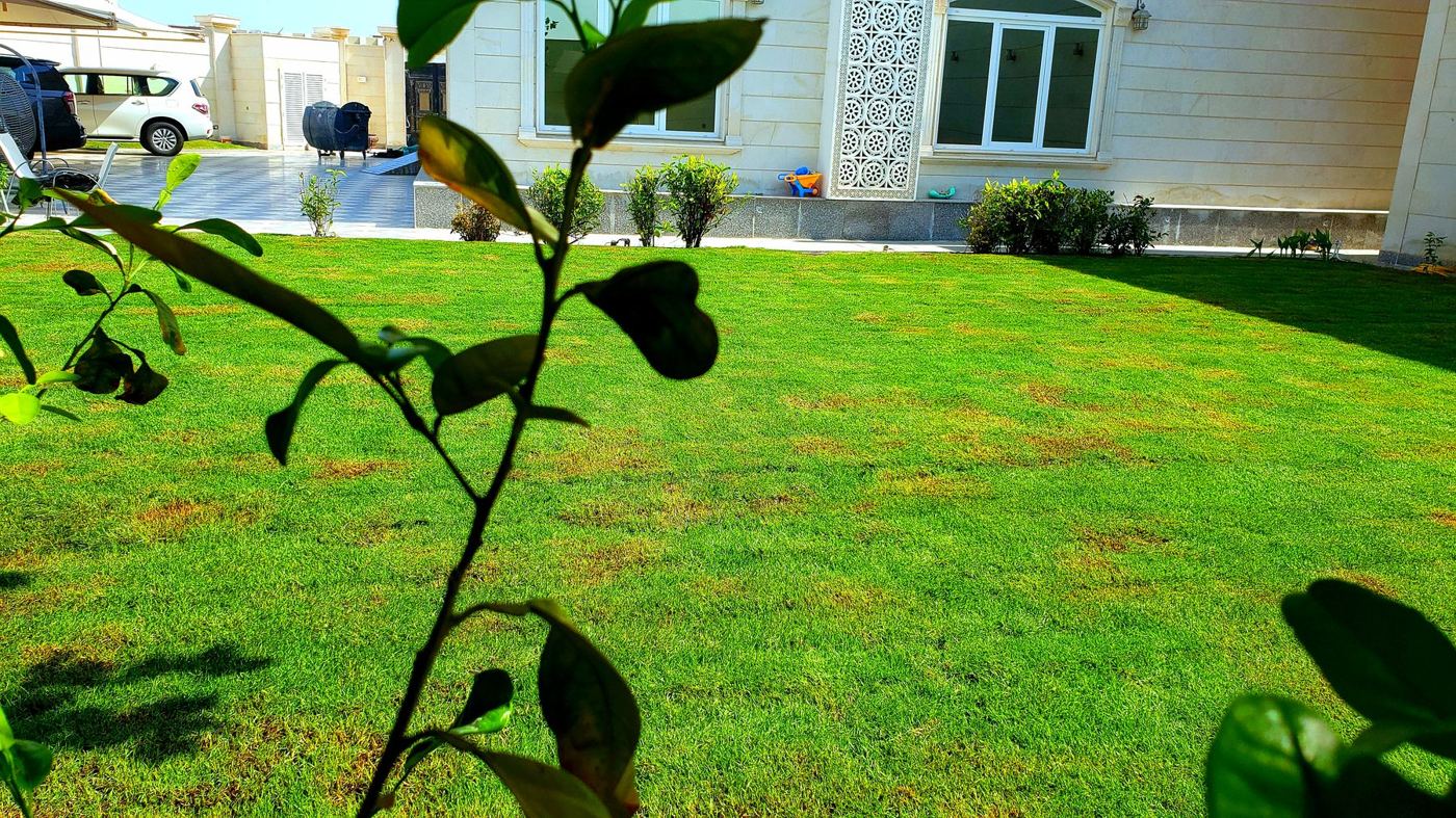 Freshly laid lawn with a leafy branch in the foreground
