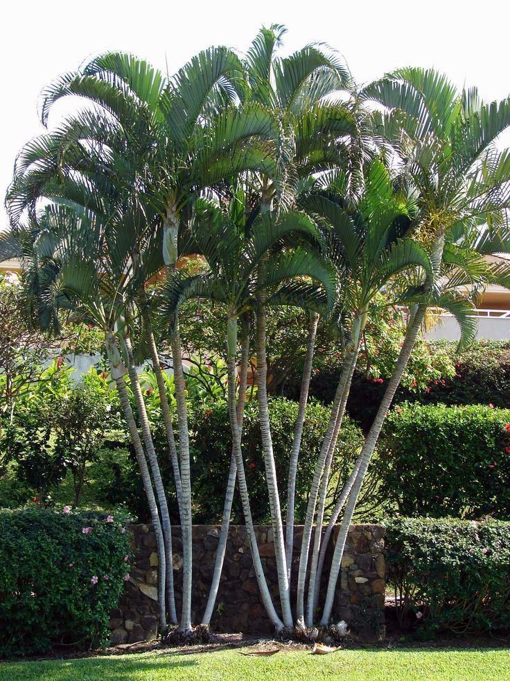 Cluster of areca palms in a garden