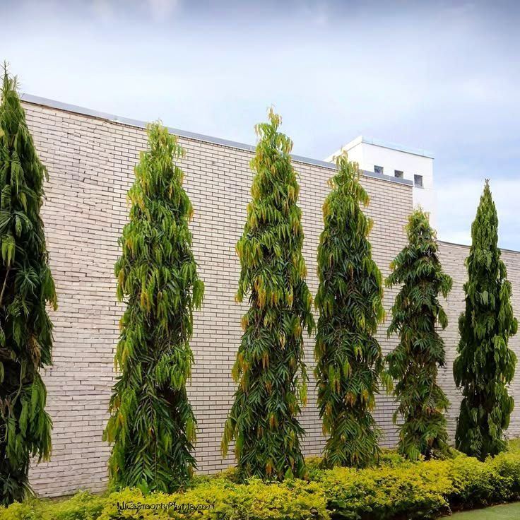 Row of tall narrow ashoka trees beside a wall