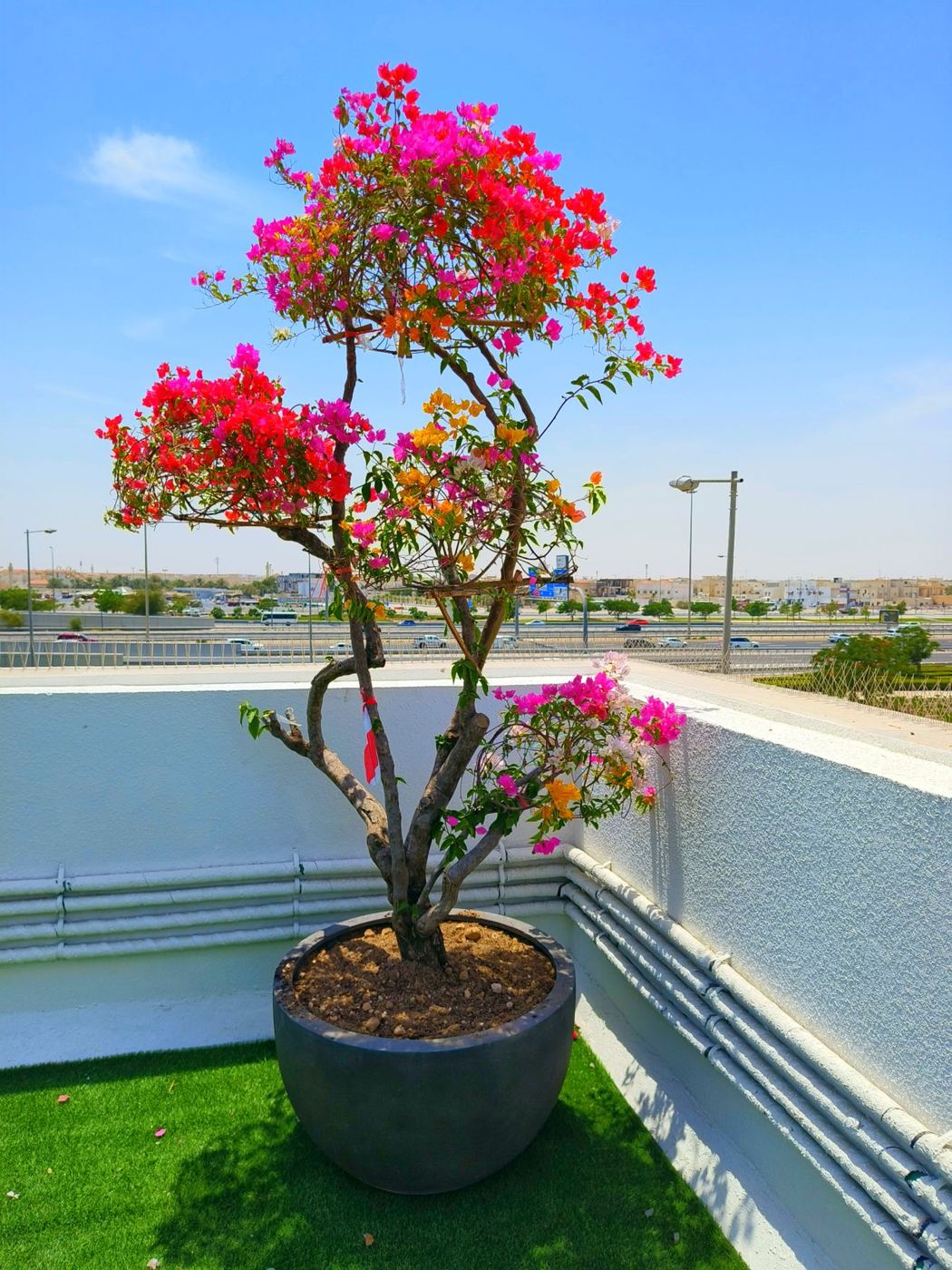 Bougainvillea with red flowers in a large pot on a terrace