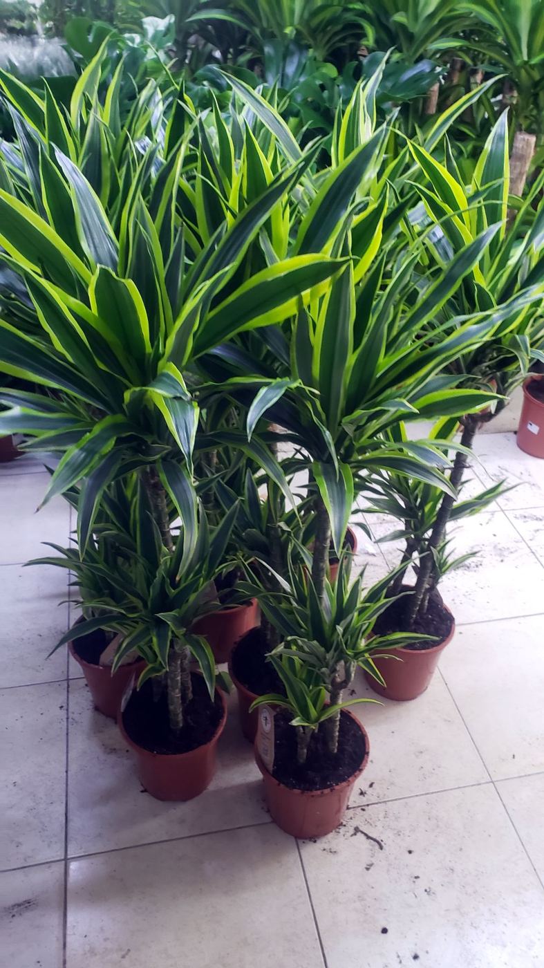Dracaena lemon lime plants in pots