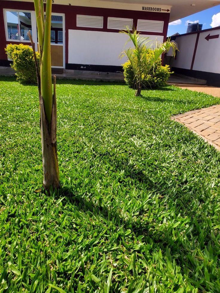 Pemba grass lawn beside a paved path