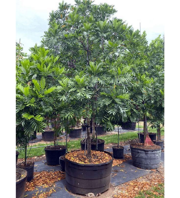 Large palms in tubs at a plant nursery