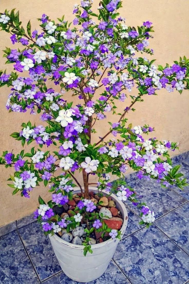 Yesterday, today and tomorrow shrub with purple and white flowers