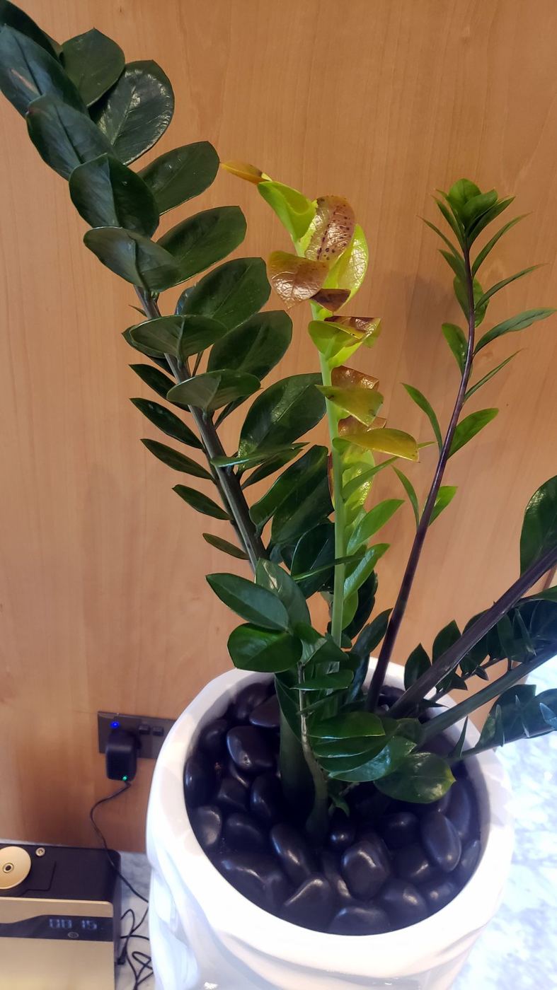 ZZ plant in a white pot