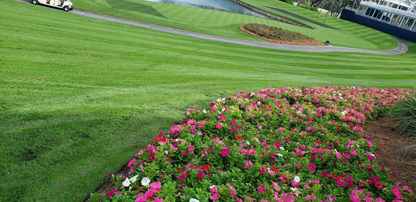 Lawn with a bed of pink flowers