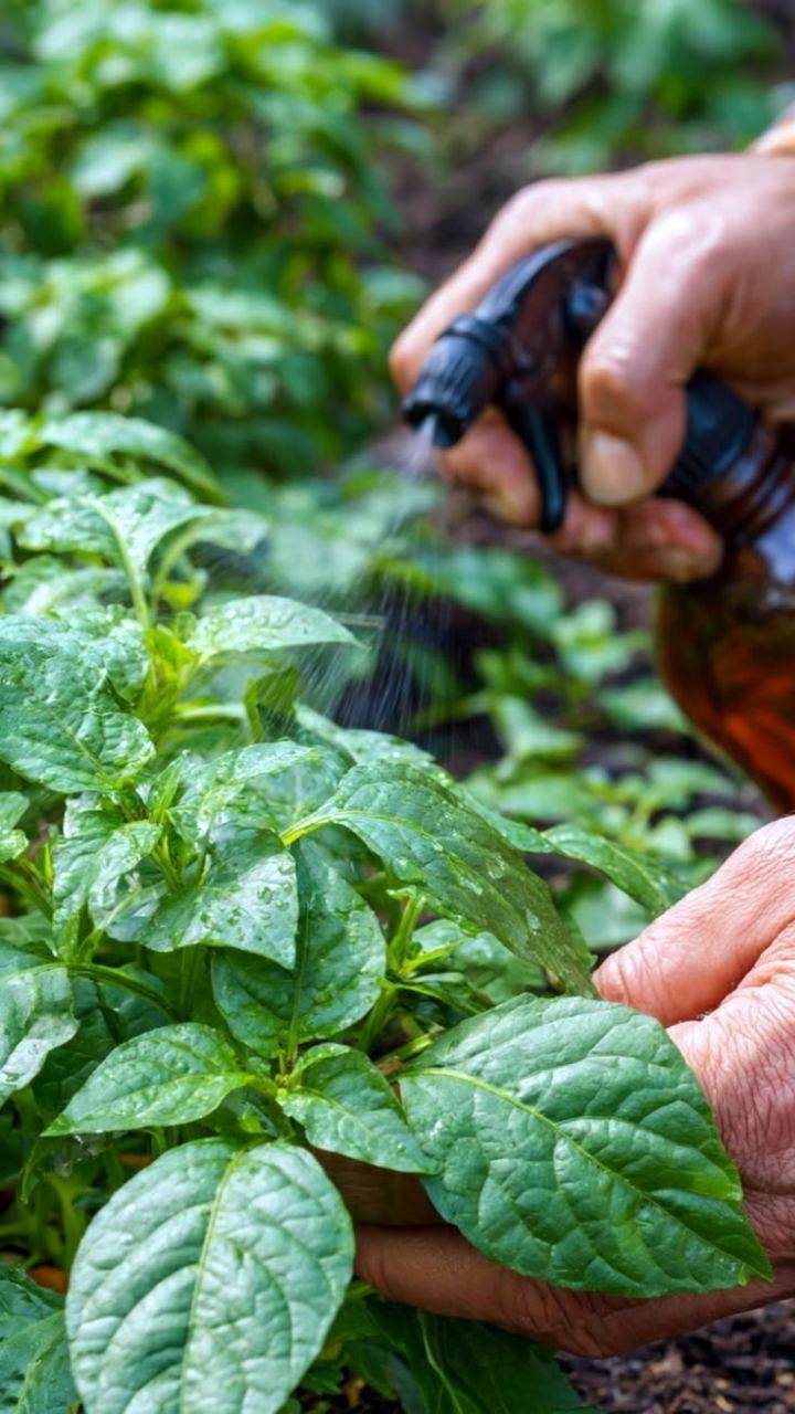 Hand spraying plant leaves for plant health