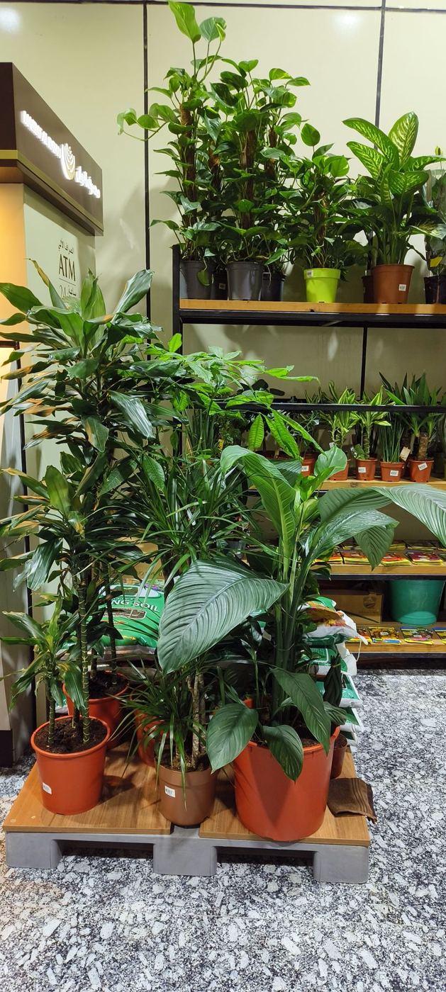 Indoor plants on shelves