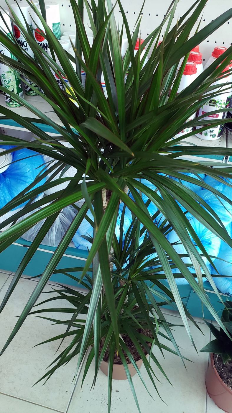 Dracaena plant with long green leaves