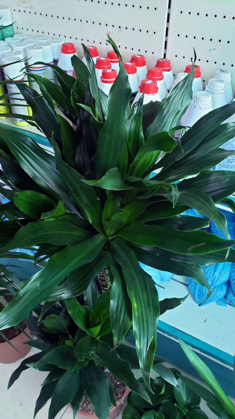 Dracaena plant close up