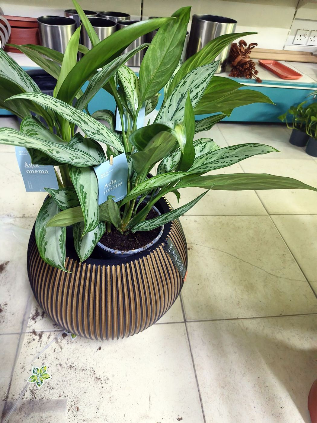 Chinese evergreen plant in a ribbed brown pot