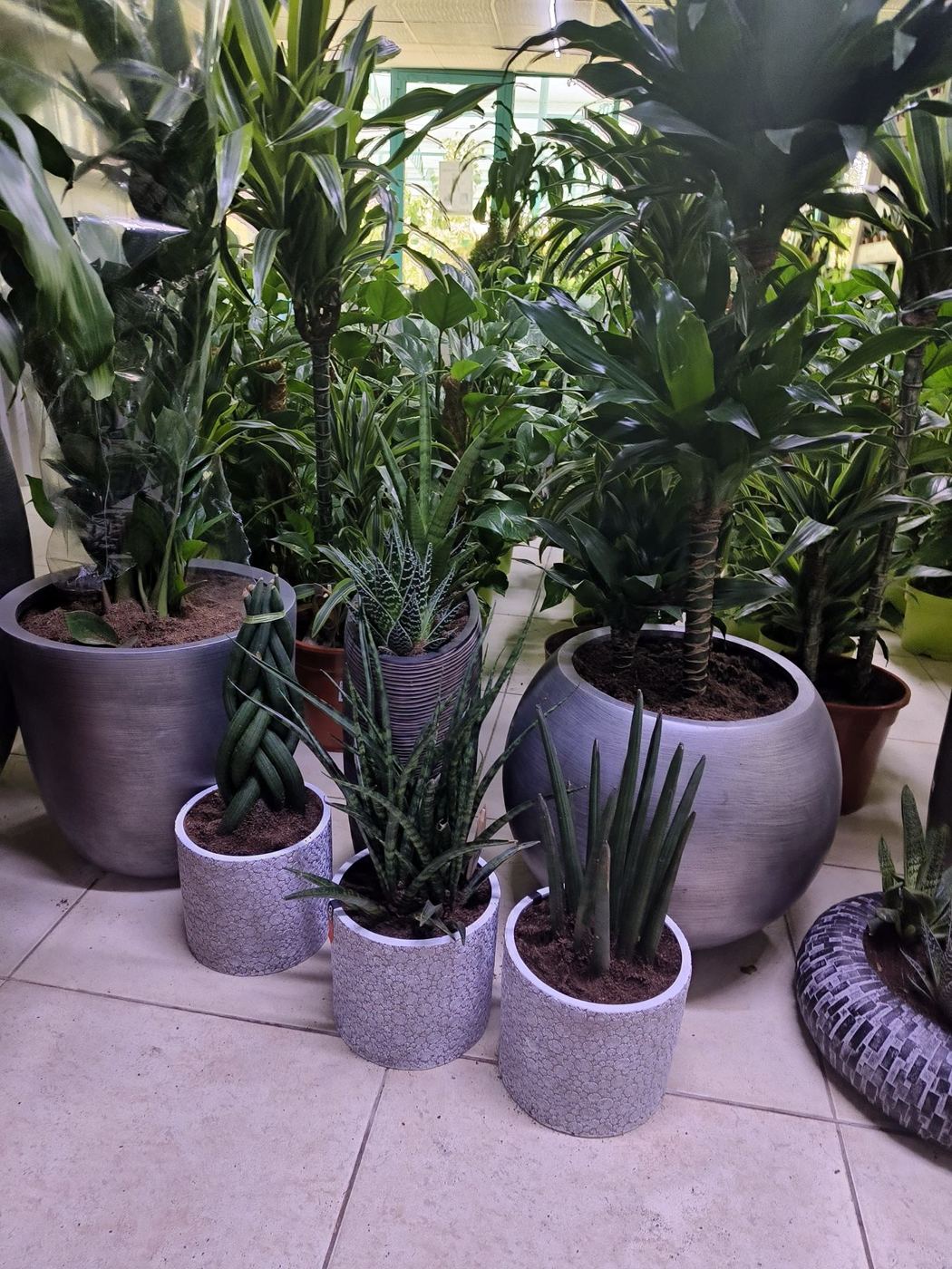 Collection of indoor plants in grey pots