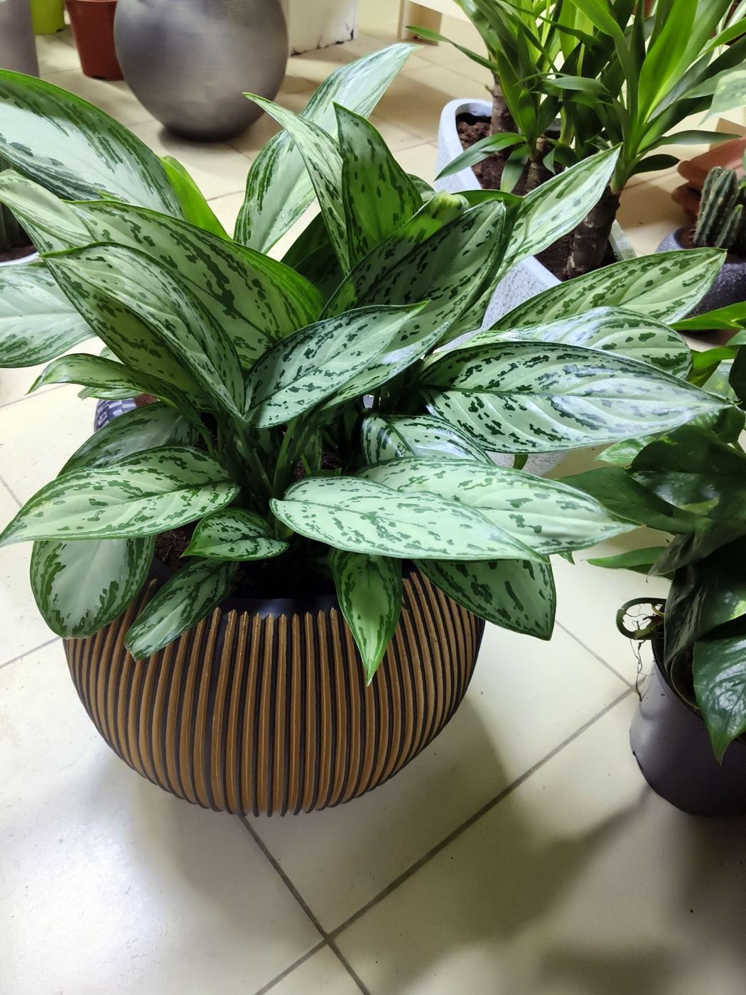 Chinese evergreen plant in a ribbed brown pot on a tiled floor