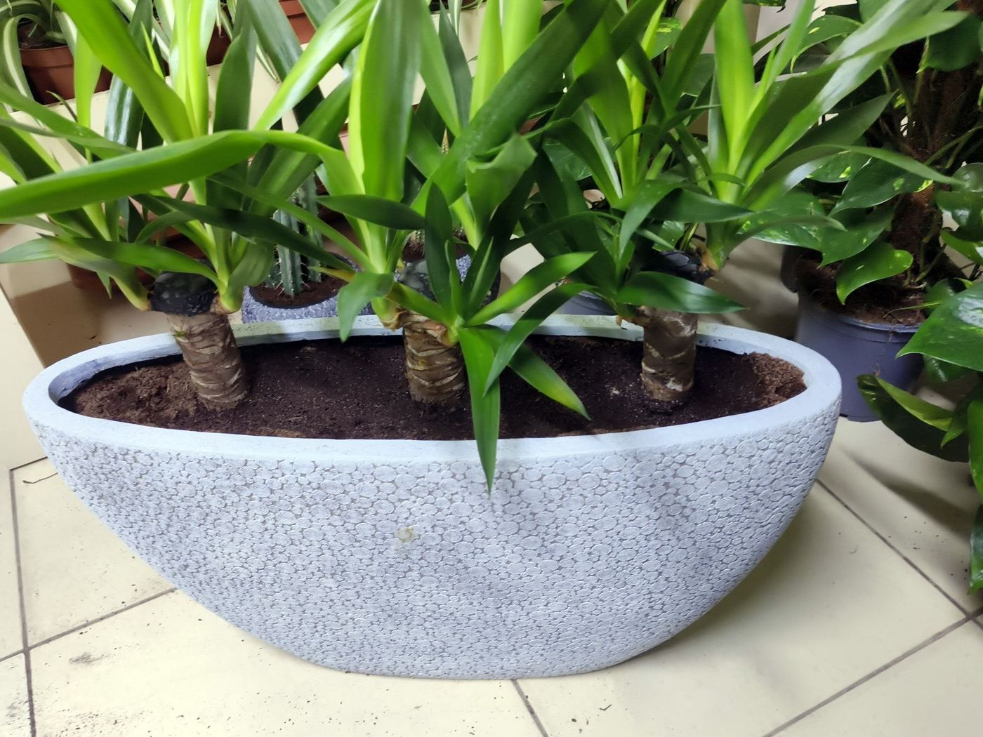 Dracaena in a long stone-effect planter