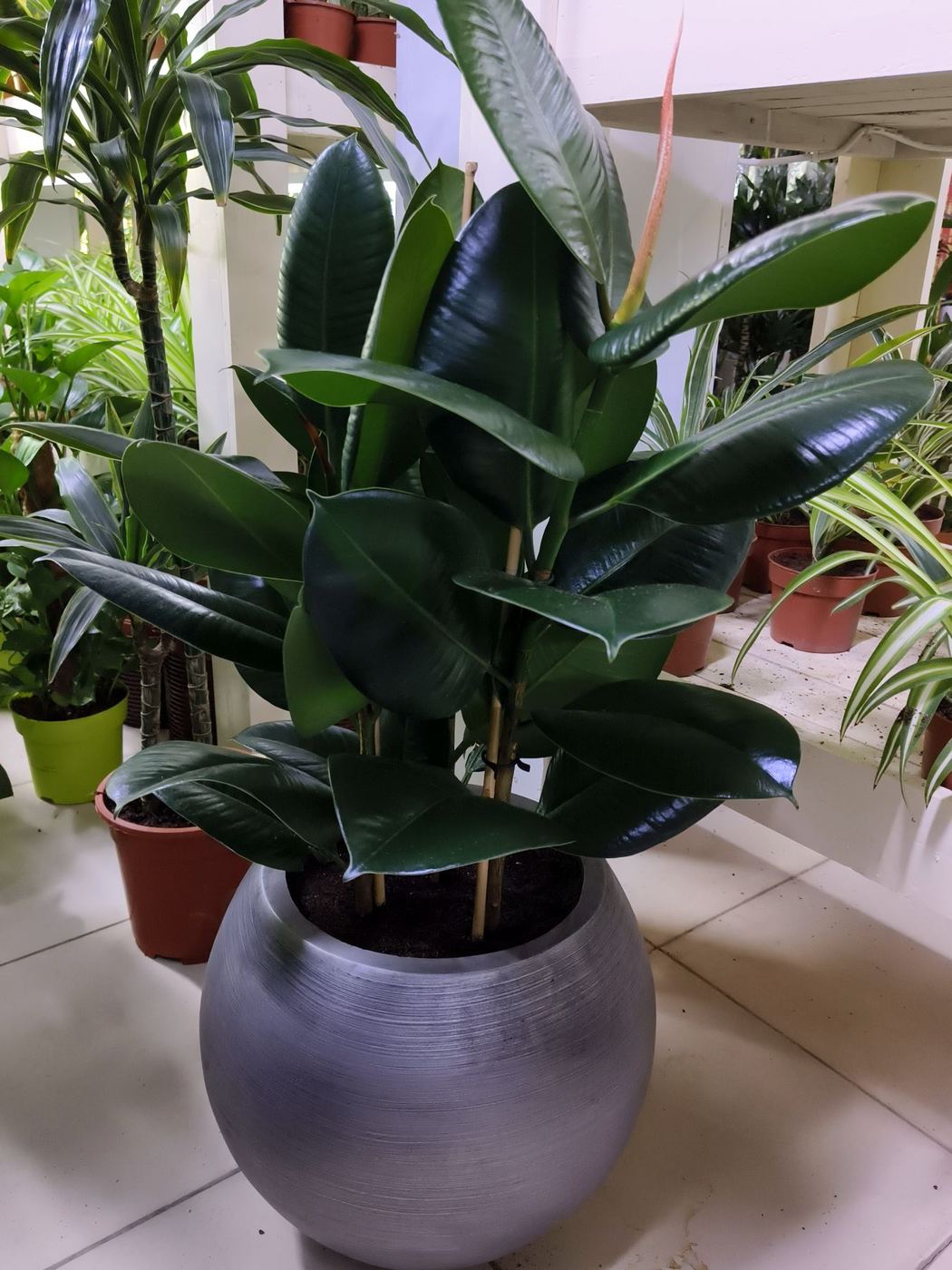 Rubber plant in a round grey pot