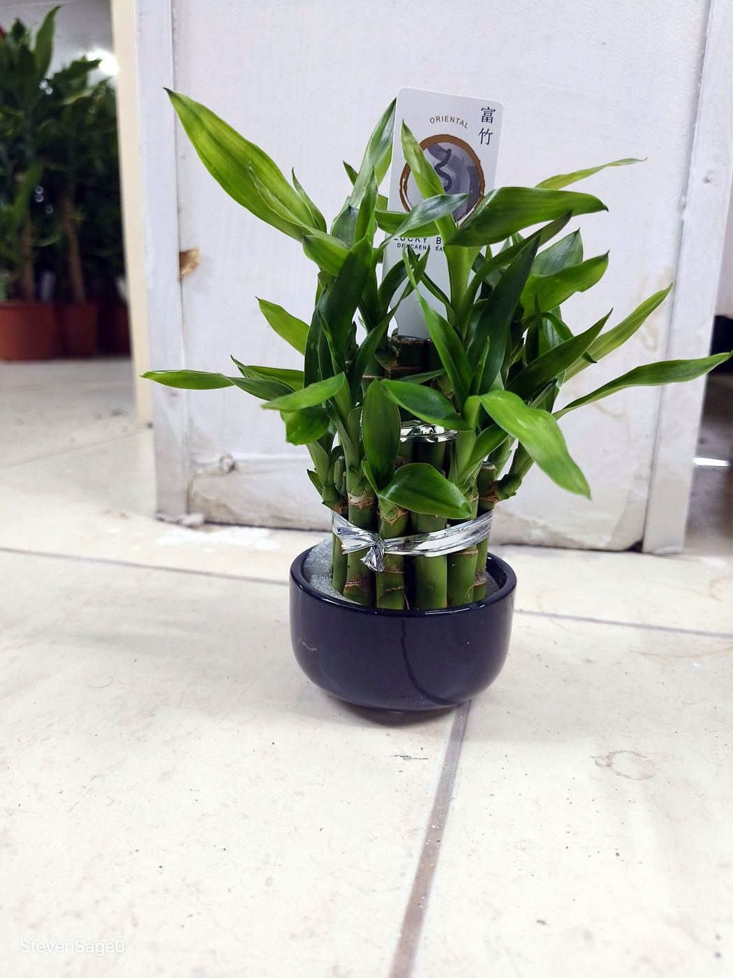 Lucky bamboo in a black pot