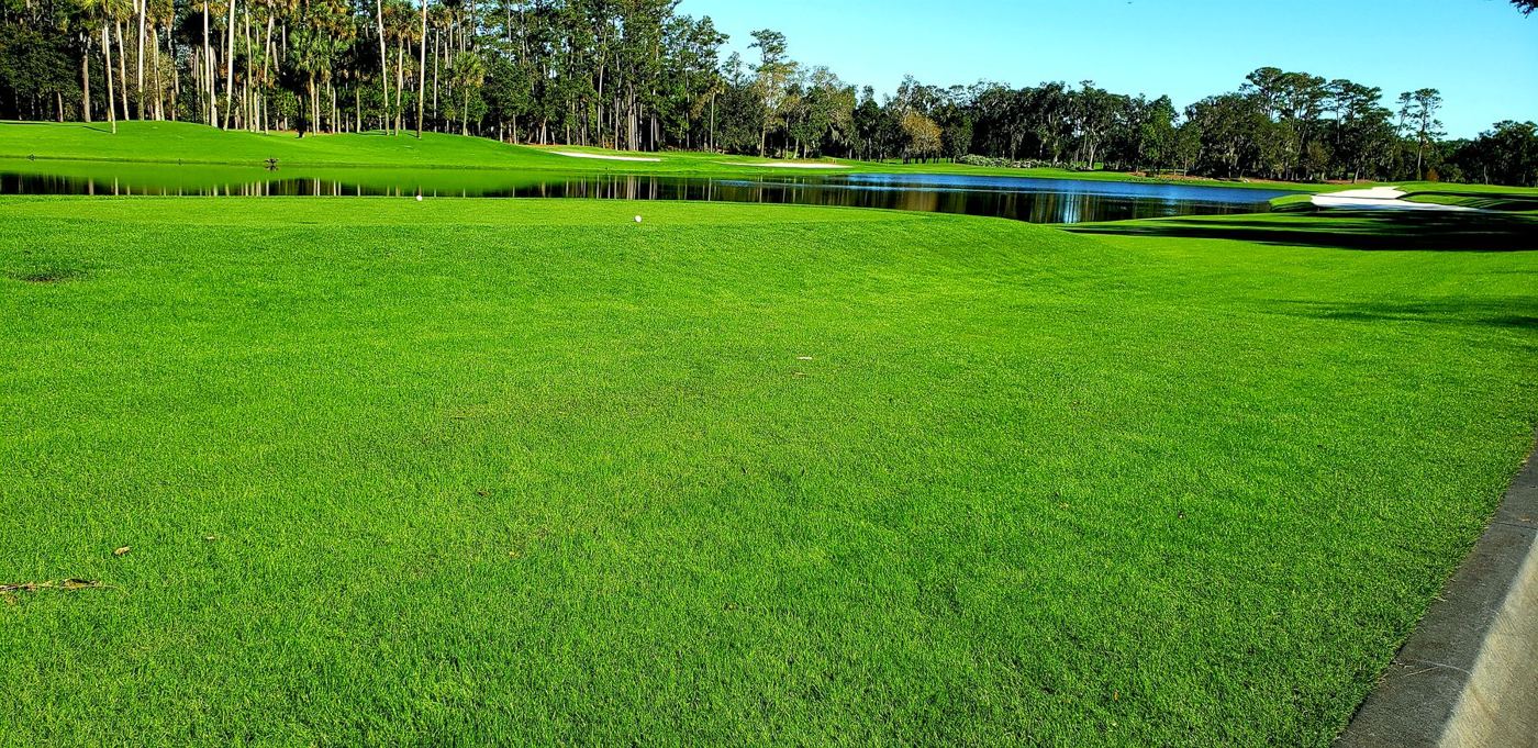 Wide green lawn beside a pond with a kerb