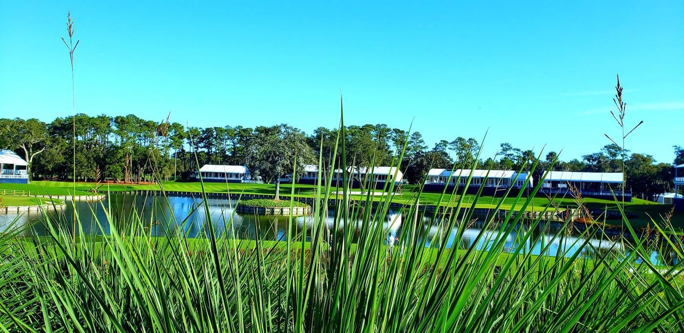 Tall grasses at the edge of a lake